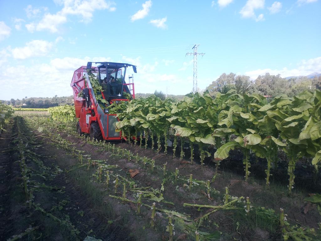 MorcuendeT's tweet photo. Finalizó la campaña de #tabaco virginia en #Extremadura.
Cosechadora apical de tabaco virginia #Spapperi
#tobacco http://t.co/qygTBoBPQJ