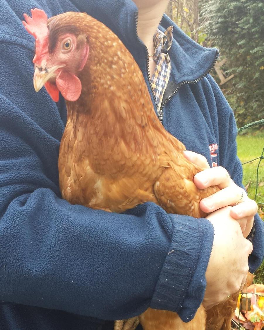 AdrianLong3's tweet photo. Nice to see these girls again after such a busy week. This is Hope, the #eggmachine. Others are still eggspectant :) http://t.co/phjLFPg06a