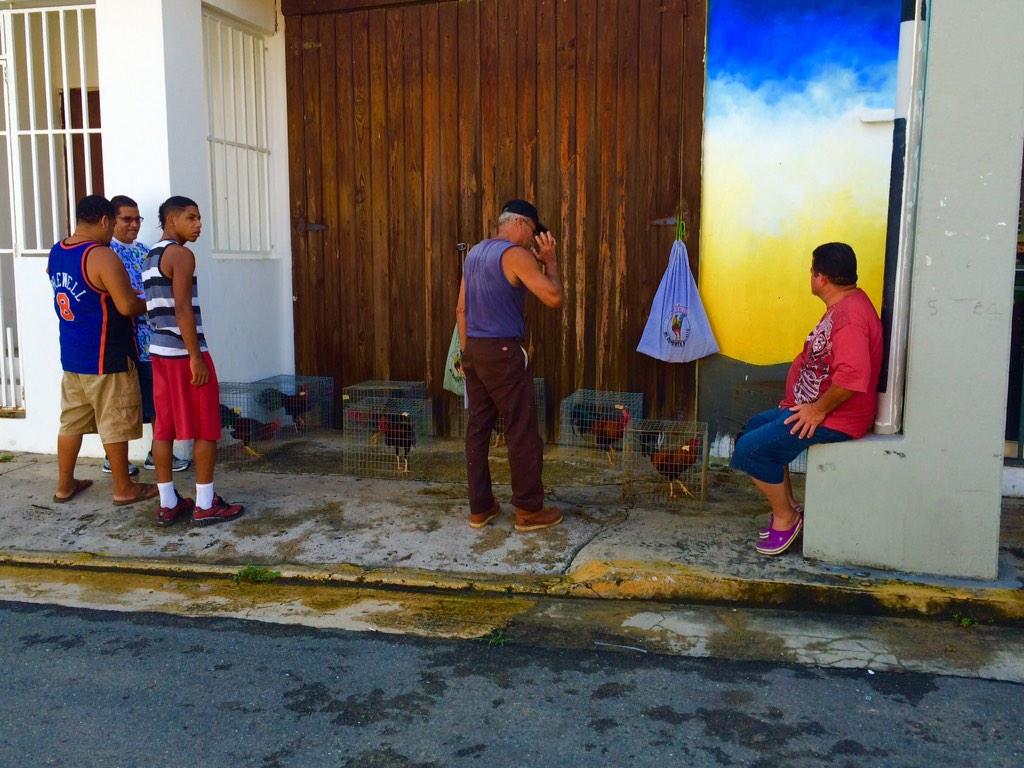 guzmanl's tweet photo. Getting ready for the day cockfights @LuquilloRenace @PuertoRicoPUR http://t.co/TiMGTrM2LY