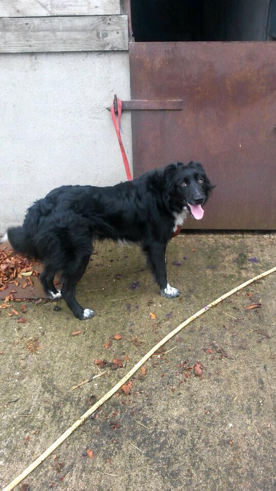 UnemployedFarm's tweet image. Seen my Arch's lookalike @Ox_Rachel_xOx #bordercollie #sheepdog #workingdogs