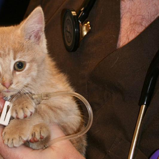 Donna Meek tweet media