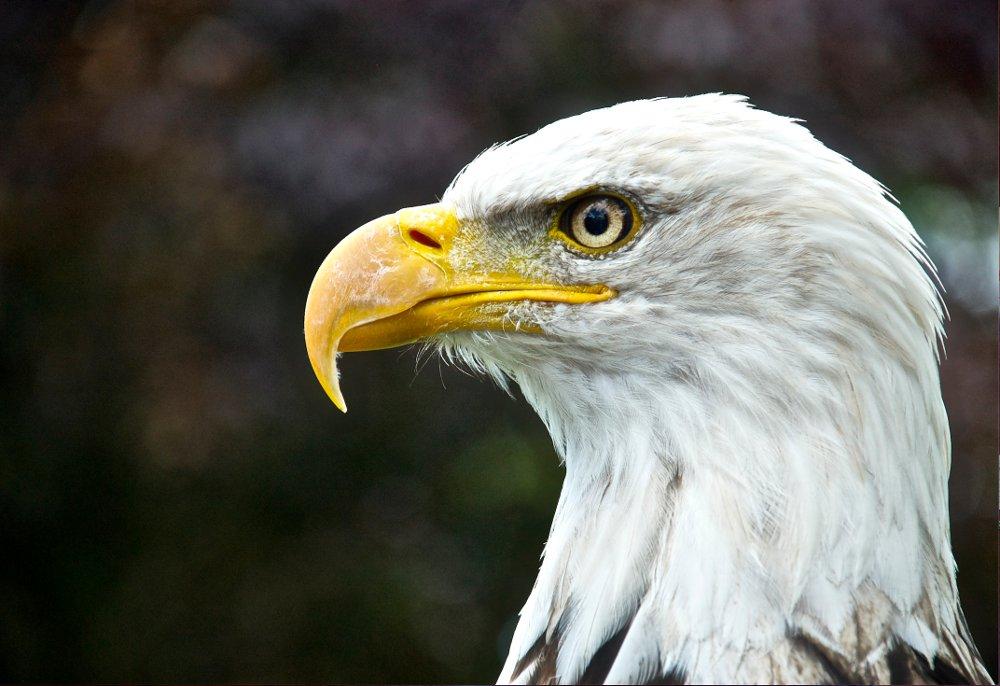 OutpostMagazine's tweet photo. Today's #photo of the day is a contest entry by Laura Makaltses of a noble looking Bald #Eagle. http://t.co/b8jBSVTWLn