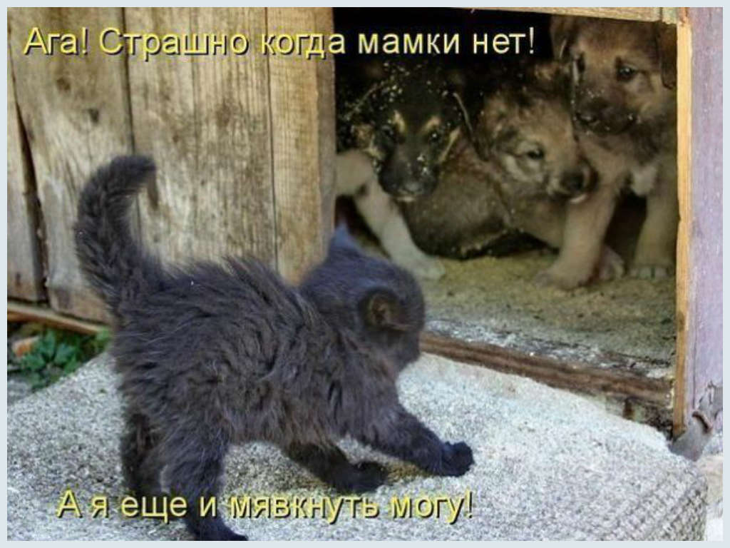 Смешные Животные tweet media