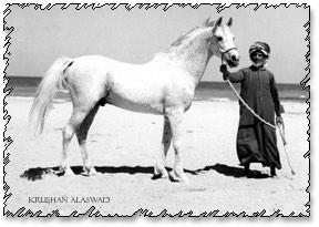 ahmadfheed's tweet photo. 4⃣
و هذا يدلك على ولع العرب في وصف كل كبيرة و صغيرة في الخيل . http://t.co/s8NXYC0Zpx
