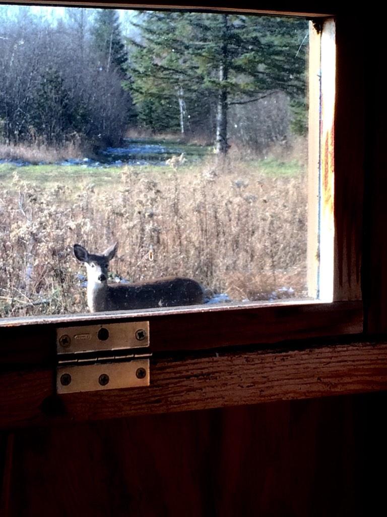 DowlingKatelyn's tweet photo. This little guy got so close he was rubbing against my blind. Like would ya like to come in or what? #Ivegotcandy http://t.co/9BaSe53Yl8