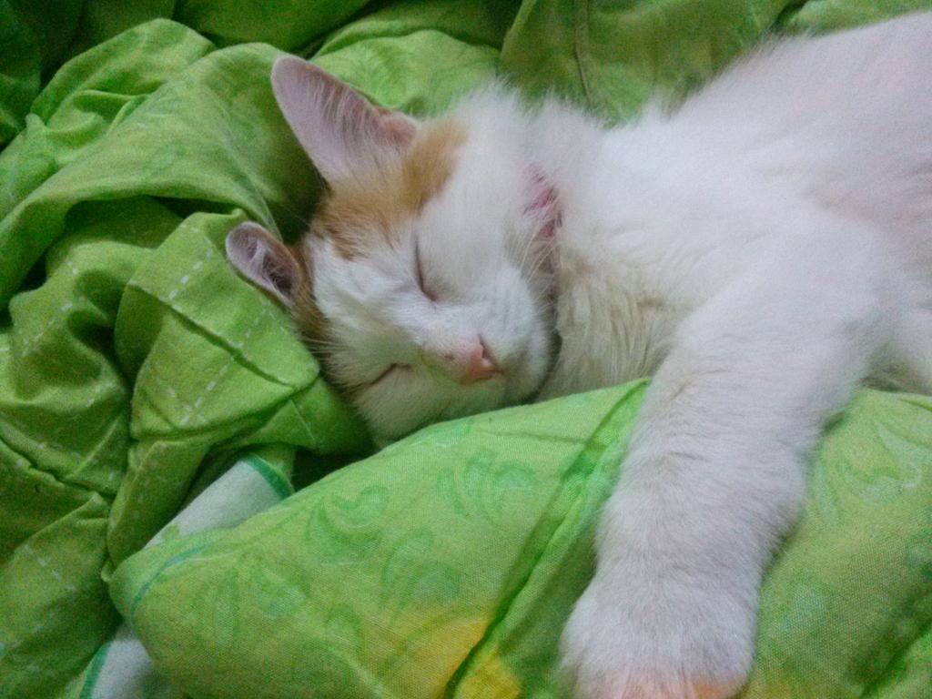 te_kureiji's tweet photo. Neko neko chan ^°^ kawaii... http://t.co/Z7gFUnoVEF