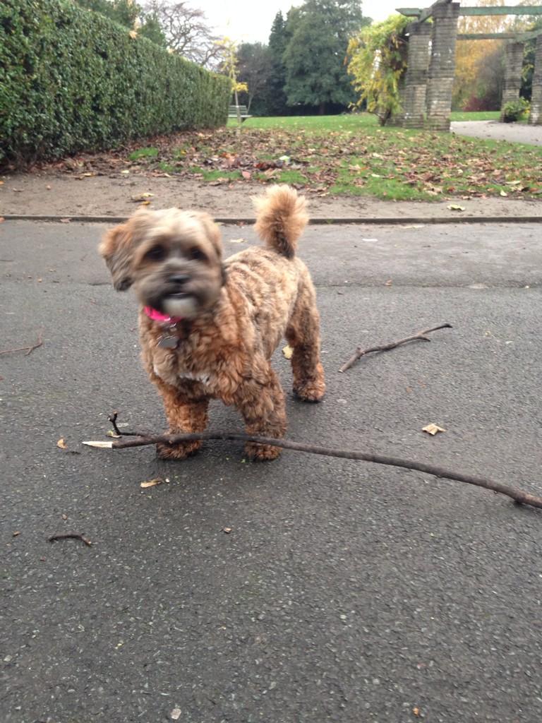 FD_Betsy's tweet photo. Great way to unwind after a hard week. Play with a big stick http://t.co/8567f4fL45