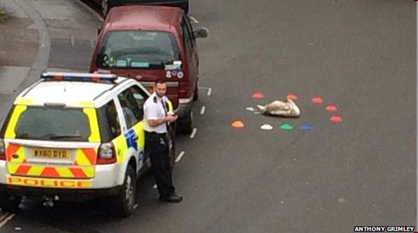 MetroUK's tweet photo. Somerset police actually cordon off a swan sat in the road, for some reason http://t.co/sN2tqyKEgH http://t.co/bNMc5TkpML