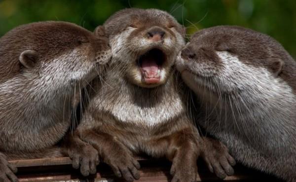 THEAnimalLover7's tweet photo. Who did it better?

http://t.co/vP51e1FgDz http://t.co/i9GyKyqqfJ http://t.co/Q0GKnM0IQH