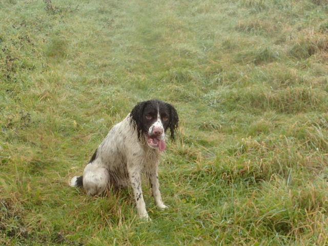 Bestestgundog's tweet photo. @siranspringer He is!!!! Not all fun &amp; games is what he'll also learn! AND he has a sore foot! #beeninthewars *grins* http://t.co/Q3b6VcC7OR