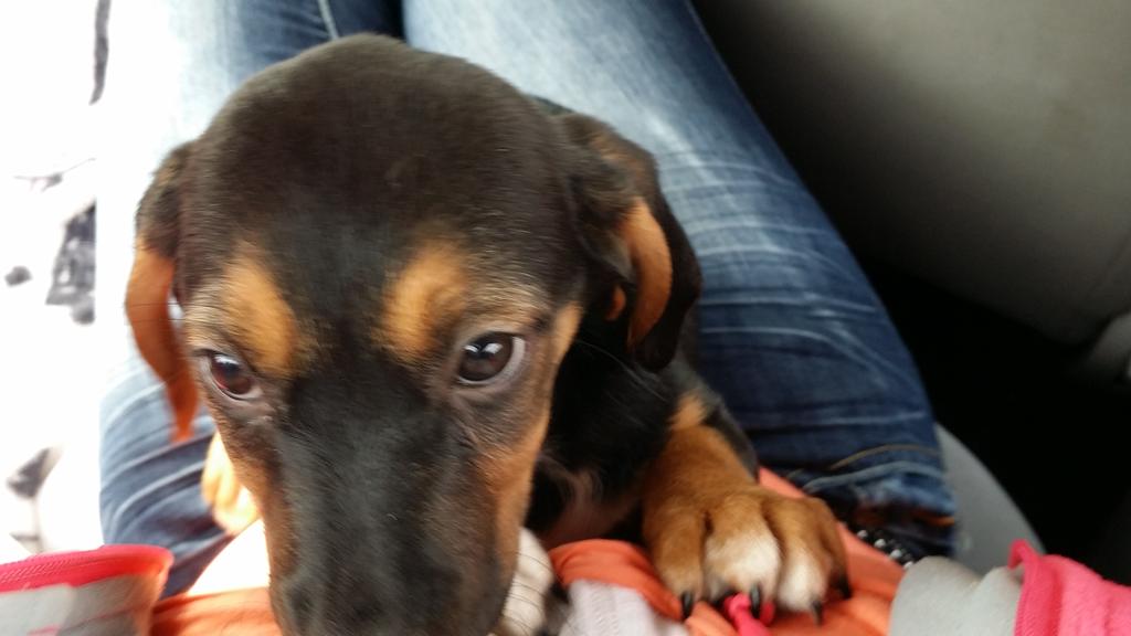 _SimpleMichaela's tweet image. Today I got a puppy and her name is lilly. 💙💚💛💜