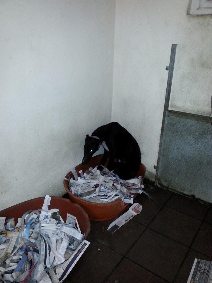 PAWSIreland's tweet photo. There are some evil people out there...... http://t.co/DpLqY2bLWE