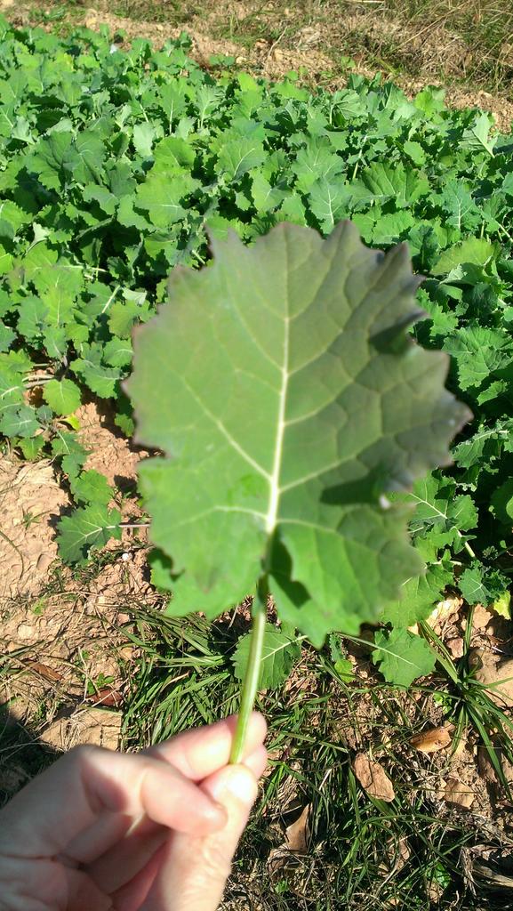 Picking kale for dinner tonight. #gardener #farmtotable #eatmoreplants