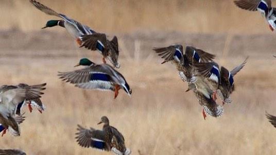 SDG_Calls tweet picture