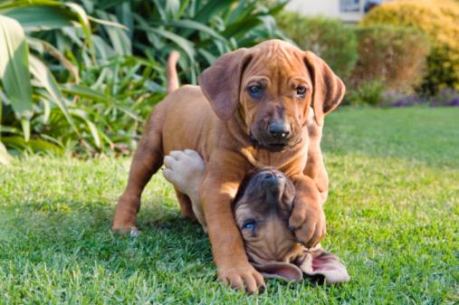 THEAnimalLover7's tweet photo. Play fighting with a sibling http://t.co/vXKQMtdoZc