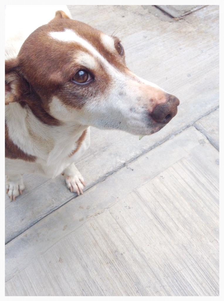 manchas000's tweet photo. 🐶☀️ http://t.co/Z2yphozqRZ