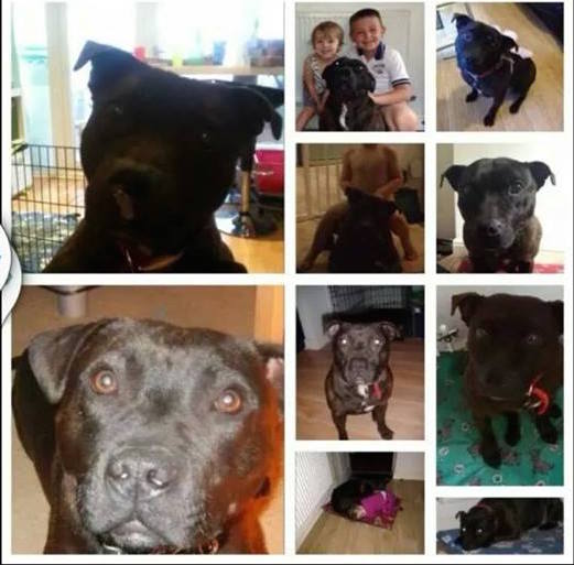 LostboxUK's tweet photo. Family are frantic trying to find Mutley, missing from #Radcliffe #Manchester PLEASE RT! http://t.co/jSmTbYqHX5 http://t.co/RRyA8mSdNp
