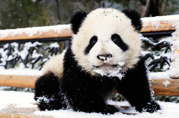 ImMrPanda tweet picture