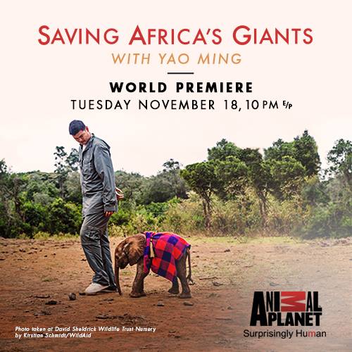 foxstein's tweet image. @andibernstein Watch tinyurl.com/savingafricasg… documentary directed by Eric Steinhauser on @AnimalPlanet &amp;amp; be #ivoryfree