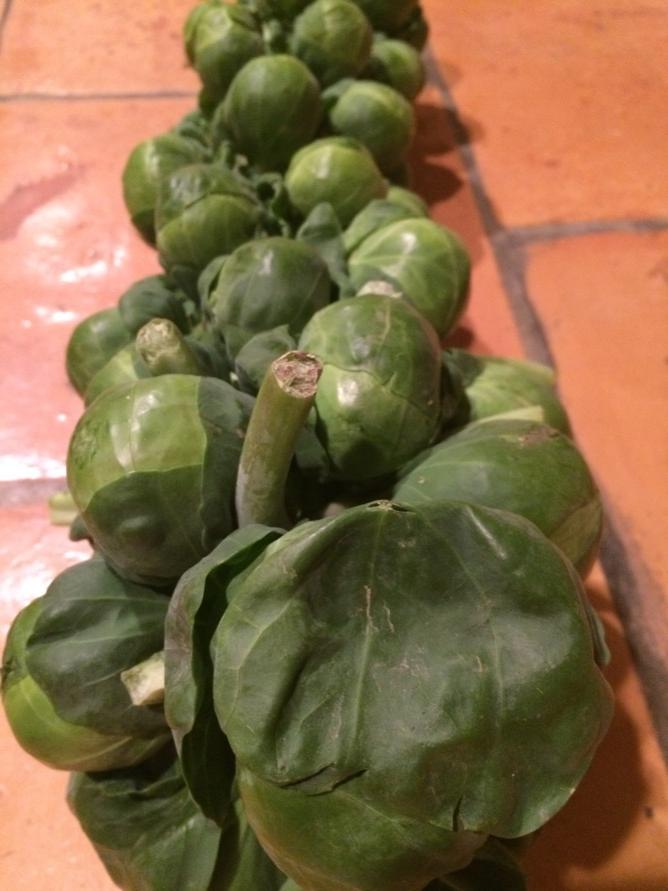 Sign of fall. Brussels sprouts on the stalk.