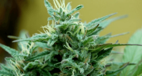 THEMMEXCHANGE's tweet photo. The next national election could shape up as a rush for legal marijuana 

http://t.co/lvW2TuMiVw
#marijuana #vote http://t.co/2e3xnXXugT
