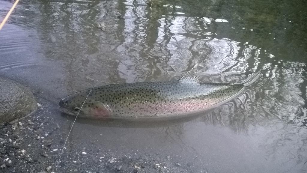 Riverjunky14's tweet photo. Nice little Late summer steelhead on an hour and a half fishing trip this evening in a local fly-fishing only area http://t.co/scga0dAacS