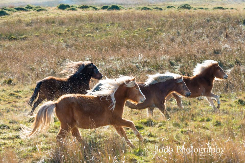 1GarethWynJones's tweet photo. One of my favourite picture from yesterday and more today Gathering Carneddau ponies #livingthedream http://t.co/drEUm2UdfO