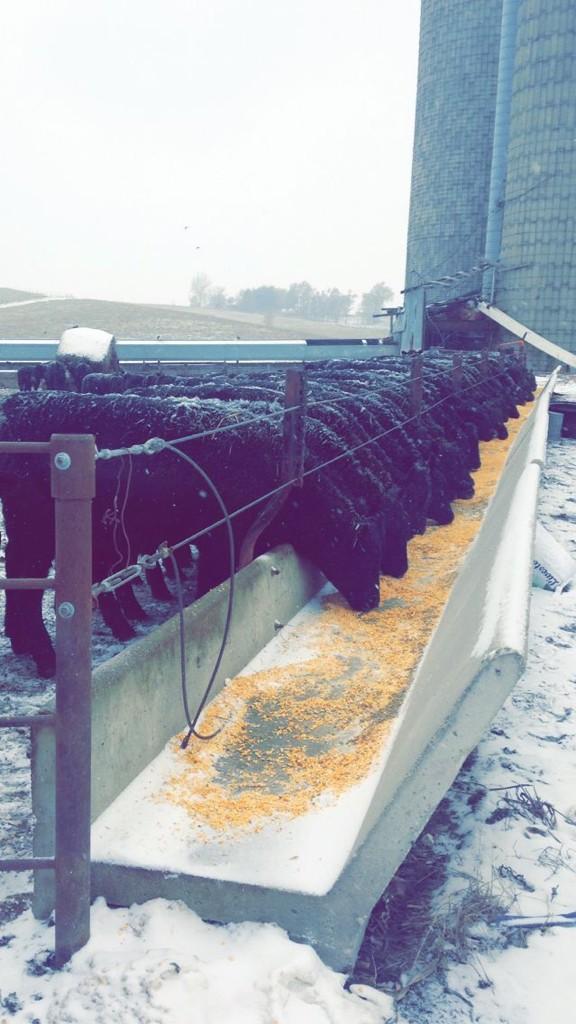 iowa_corn's tweet photo. Cattle in SW IA are enjoying homegrown IA corn on this cold winter day.  “@wsaeugling14: http://t.co/fTGfWM03Gj” #iowaag