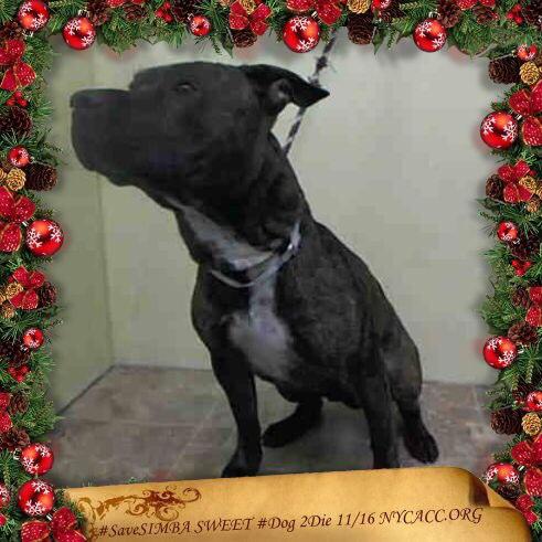 existenciala's tweet image. “@UrgentPart2: #SaveSIMBA 1YR #Dog 2Die 11/16 @NYCACC #Adopt Online #Foster 4 #Rescue
facebook.com/photo.php?fbid…