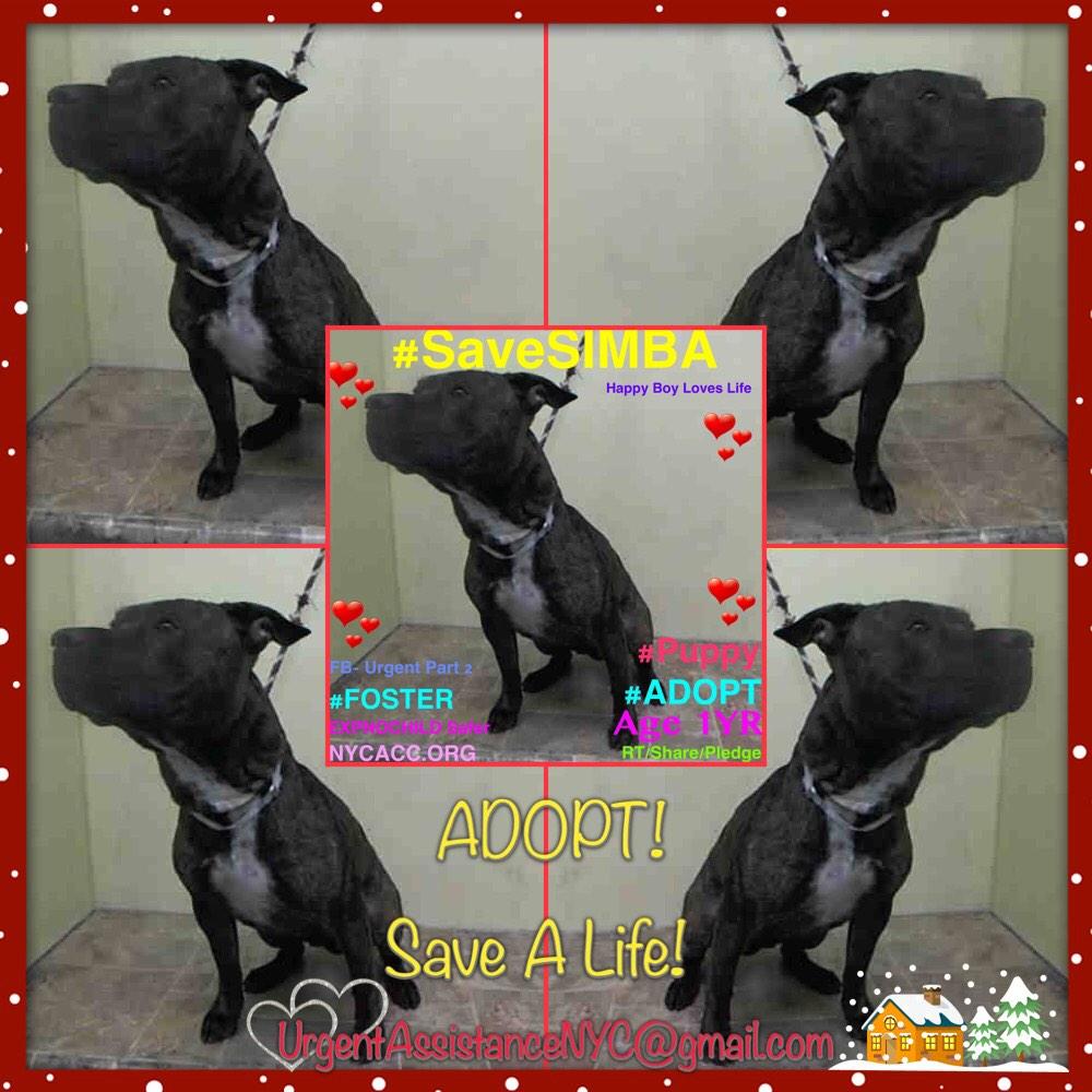 existenciala's tweet image. “@UrgentPart2: #SaveSIMBA 1YR #Dog 2Die 11/16 @NYCACC #Adopt Online #Foster 4 #Rescue
facebook.com/photo.php?fbid…