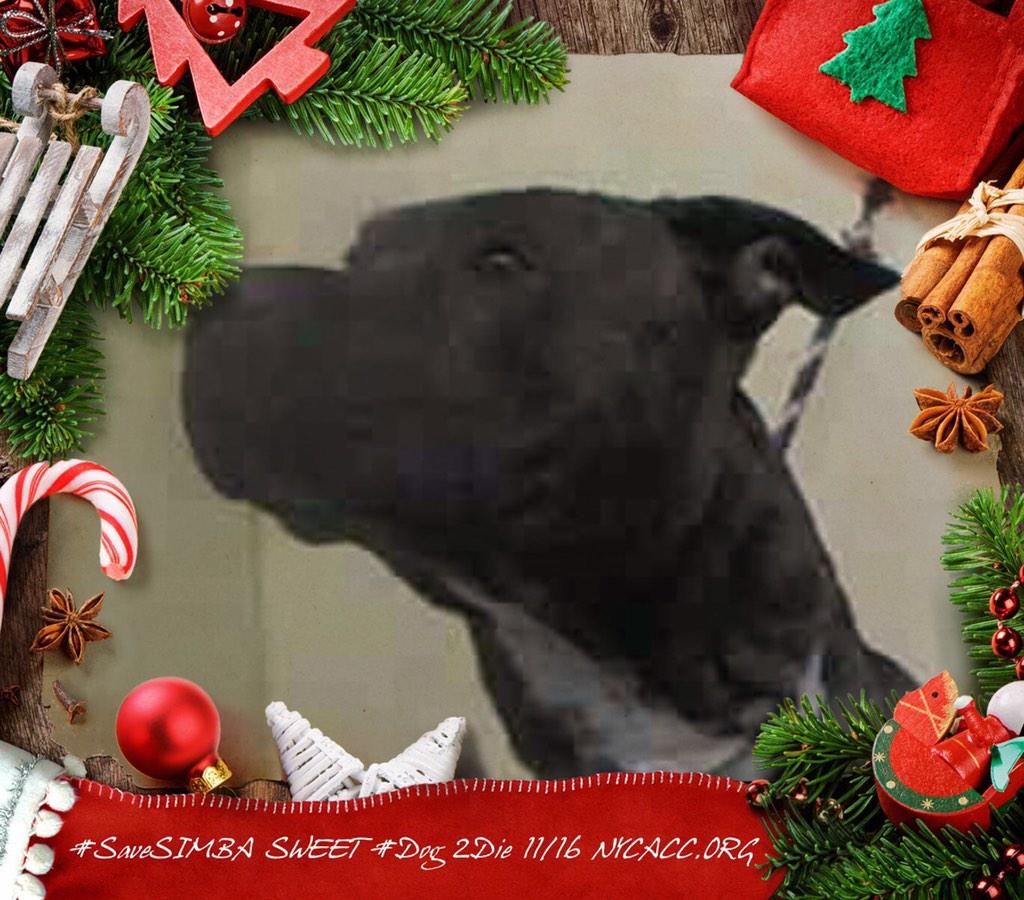 existenciala's tweet image. “@UrgentPart2: #SaveSIMBA 1YR #Dog 2Die 11/16 @NYCACC #Adopt Online #Foster 4 #Rescue
facebook.com/photo.php?fbid…