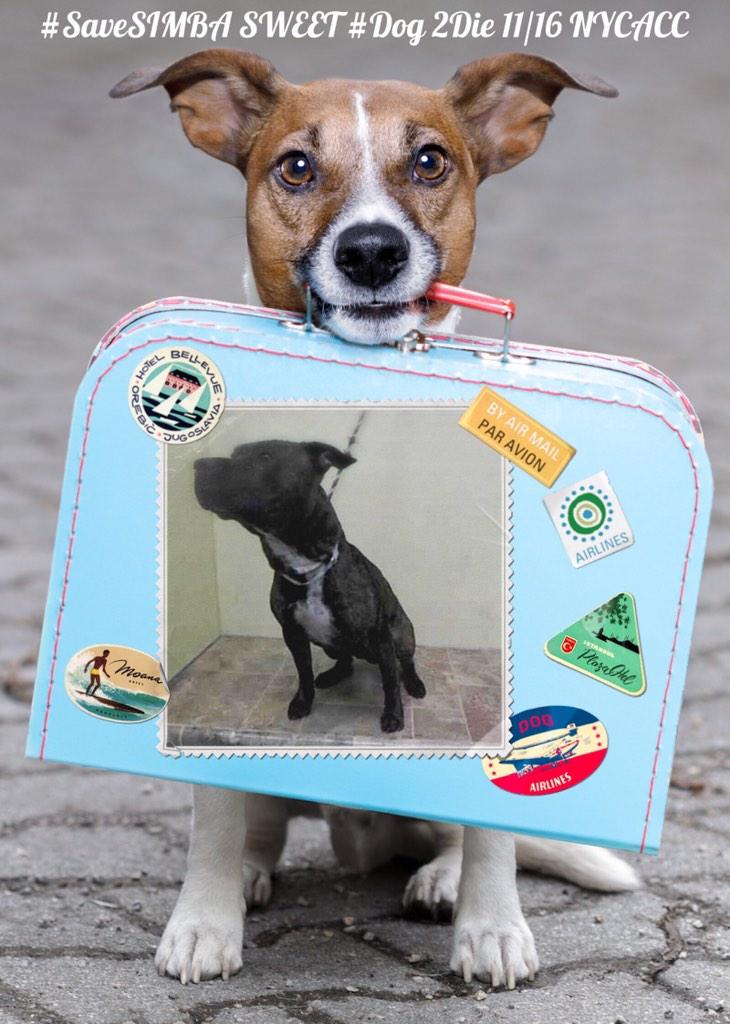 existenciala's tweet image. “@UrgentPart2: #SaveSIMBA 1YR #Dog 2Die 11/16 @NYCACC #Adopt Online #Foster 4 #Rescue
facebook.com/photo.php?fbid…