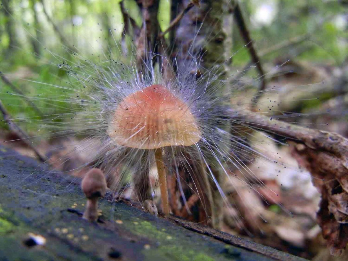 Мукор обыкновенный. Spinellus fusiger гриб. Спинеллюс фузигер (Spinellus fusiger). Зигомицеты (Zygomycota). Пилоболус гриб.