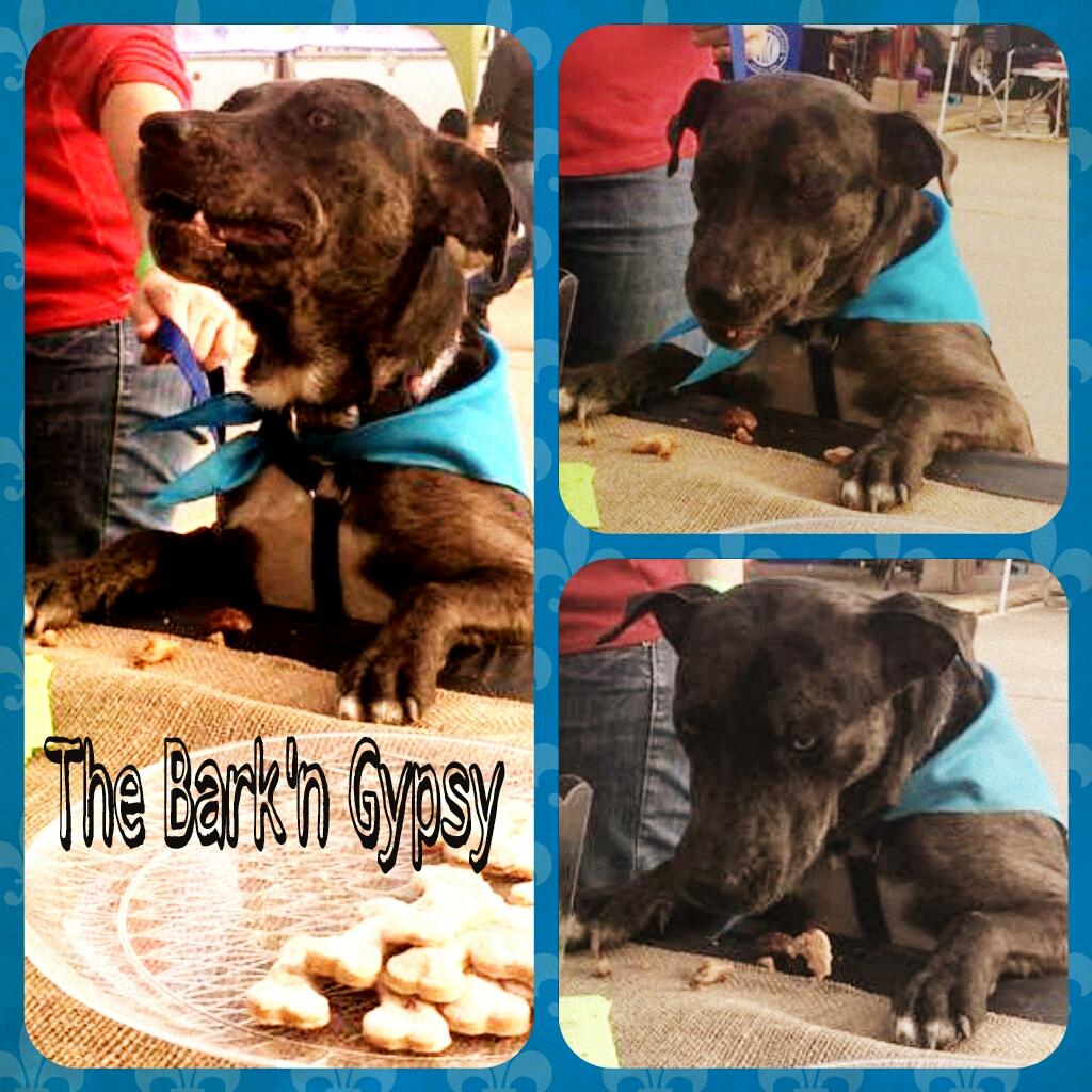 thebarkngypsy's tweet photo. @JJ_Norred Don't judge his manners, he couldn't get enough of our treats!  Get yours 2day @ http://t.co/dqiancbkcd http://t.co/O3nLuNeYpC