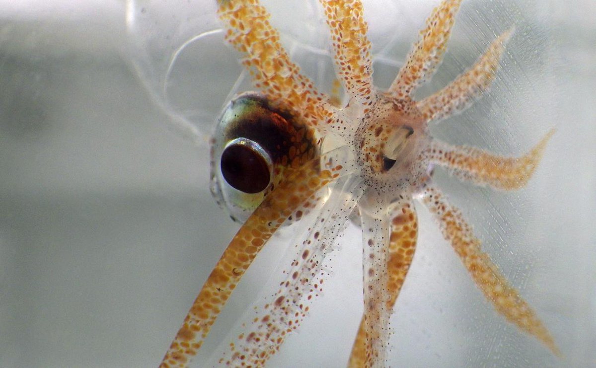 ALCESonline's tweet photo. Loooook into my eeeeeeyes... (and ignore my gnashing beak)... Galiteuthis phyllura, from 1255m depth. http://t.co/jAIokLsRlh