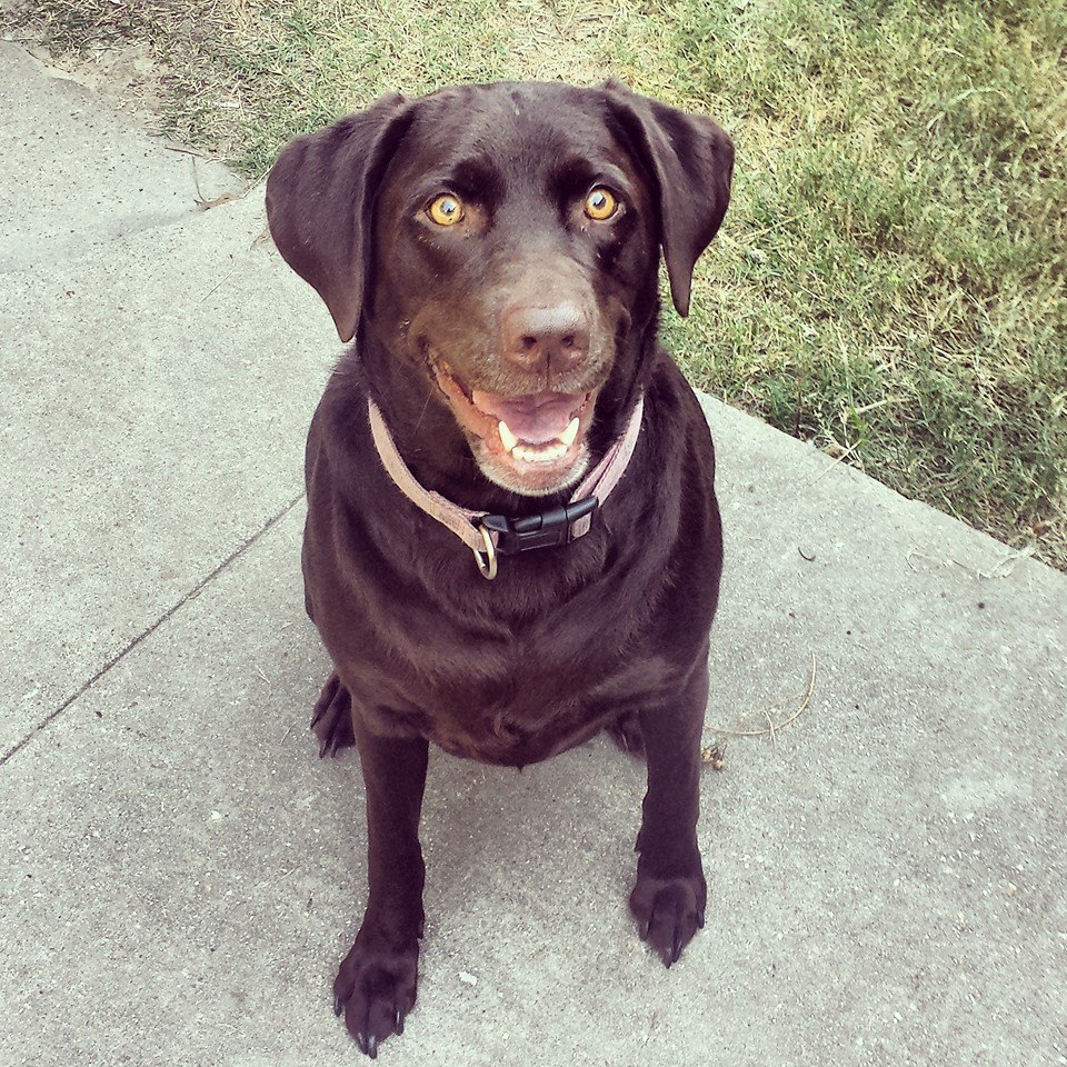 thebarkngypsy's tweet photo. @CharlieBrownLab Meet Mia!! She is a fellow Choc Lab, and one of the founders and taste testers here @thebarkngypsy http://t.co/YtcRRiNeO5