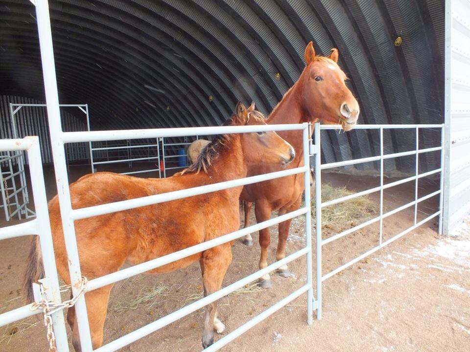 zubbycat's tweet photo. My #writingdistraction today. #Weaning baby #horses #horsewoman #highstresslevels http://t.co/sM8Z7rj1iD