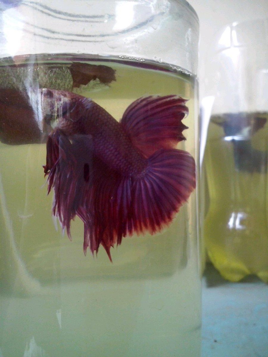 ZepriFish tweet picture
