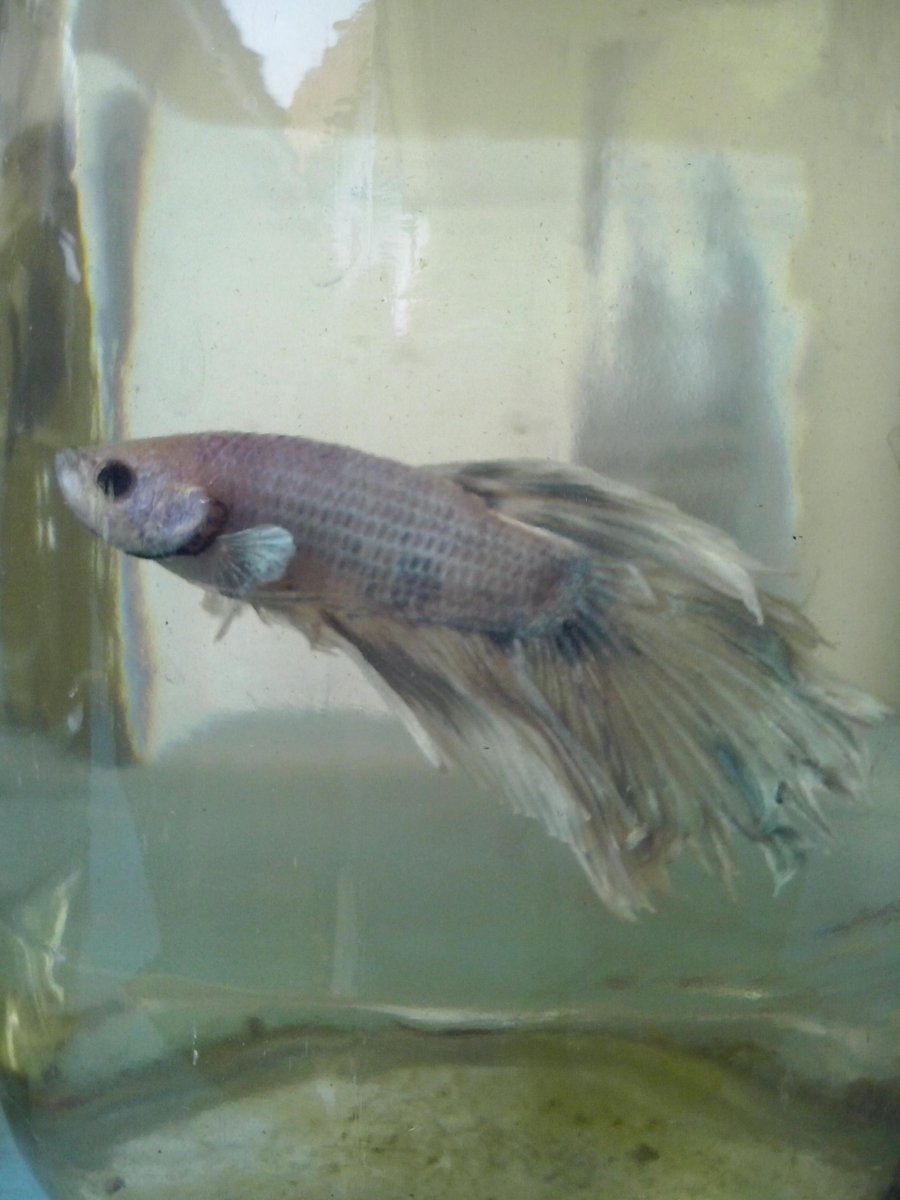ZepriFish tweet picture