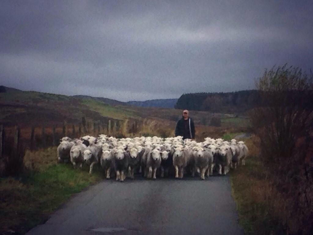 herdyshepherd1's tweet photo. It has been an epic week. http://t.co/9QRf6Cr92B