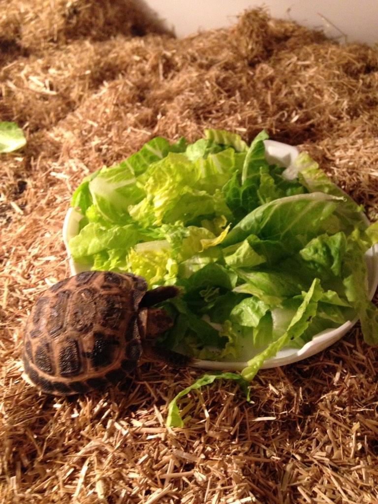 MccomishJohn's tweet photo. My wee man johns horsefeild tortoise xx http://t.co/24EUvT3Bdv