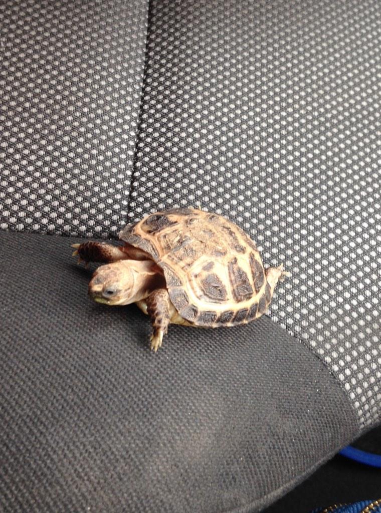 MccomishJohn's tweet photo. My wee man johns horsefeild tortoise xx http://t.co/24EUvT3Bdv