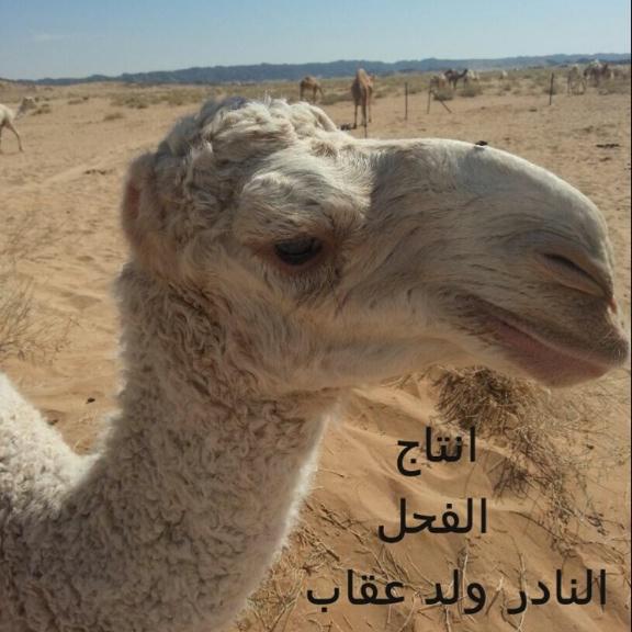 اول انتاج النادر ولد عقاب 
عند الجليدي البقمي