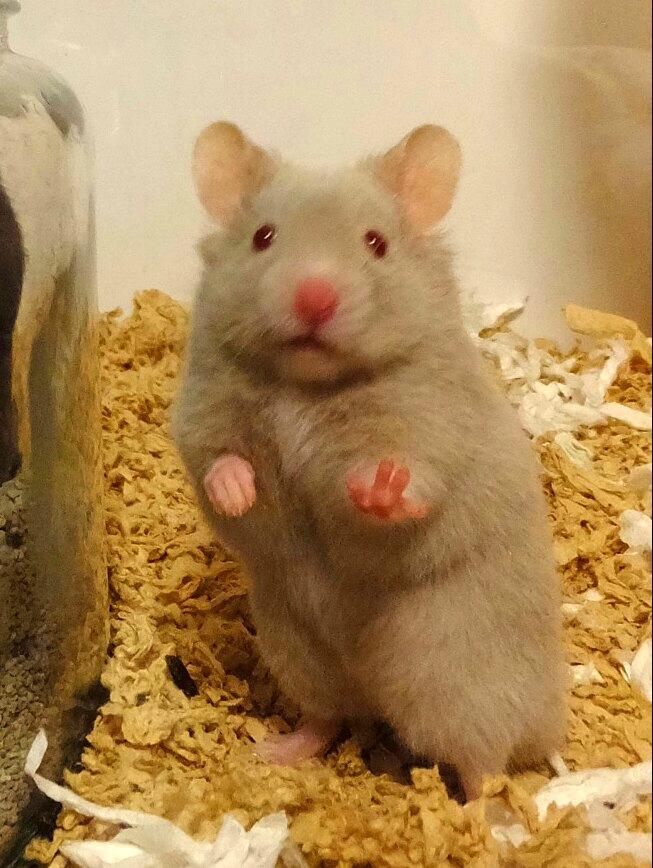 טוויטר も ん בטוויטר ピースするハムスター Http T Co K2cborpxhe