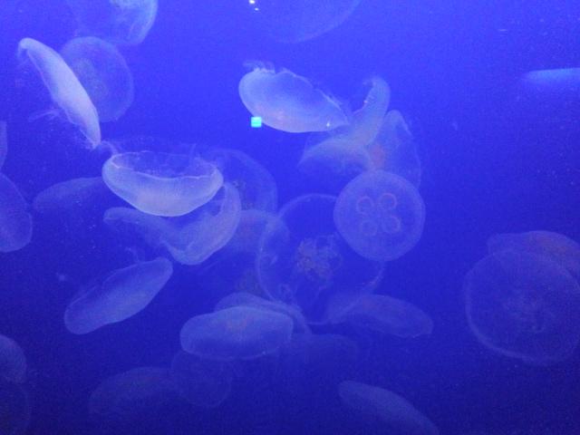 kaill_ll's tweet photo. くらげを海月って書く日本語が好き http://t.co/12sLWdMZ1q