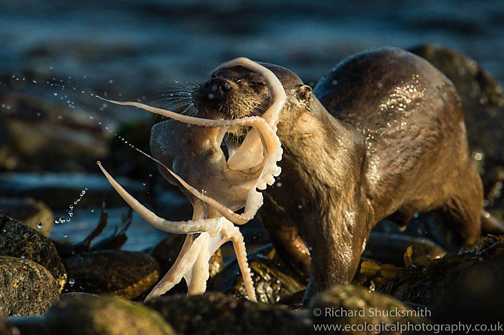 ImagesEcology's tweet photo. Female otter, octopus for her three cubs Shetland #Shetland @Shetnews @shetlandtimes @PromoteShetland @bbcshetland http://t.co/XHVwoV5zq8