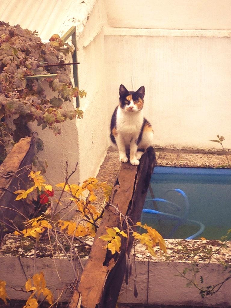javi_tejero's tweet photo. Me asomo a la ventana y es el gato de ayer... #MeObservan http://t.co/Q7jtheQcpu