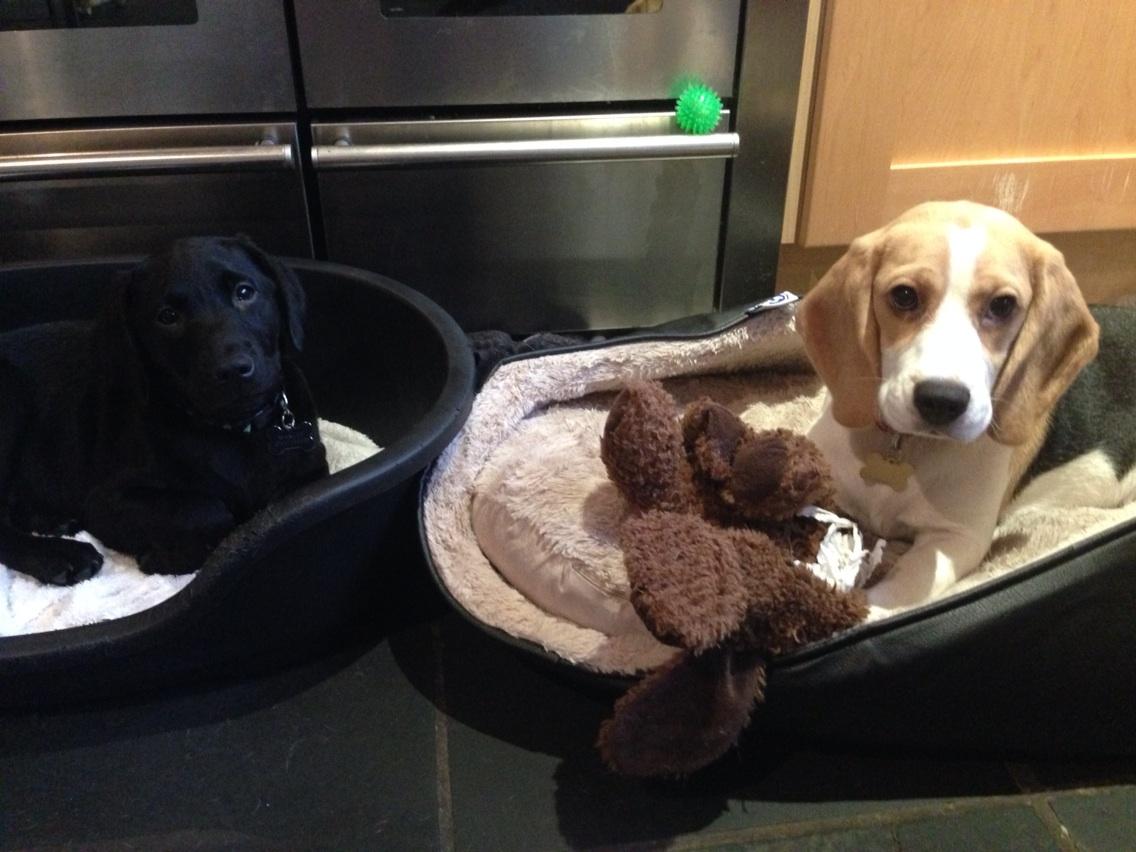 iBallisticSquid's tweet image. Our doggy family! @Elizabeth___93