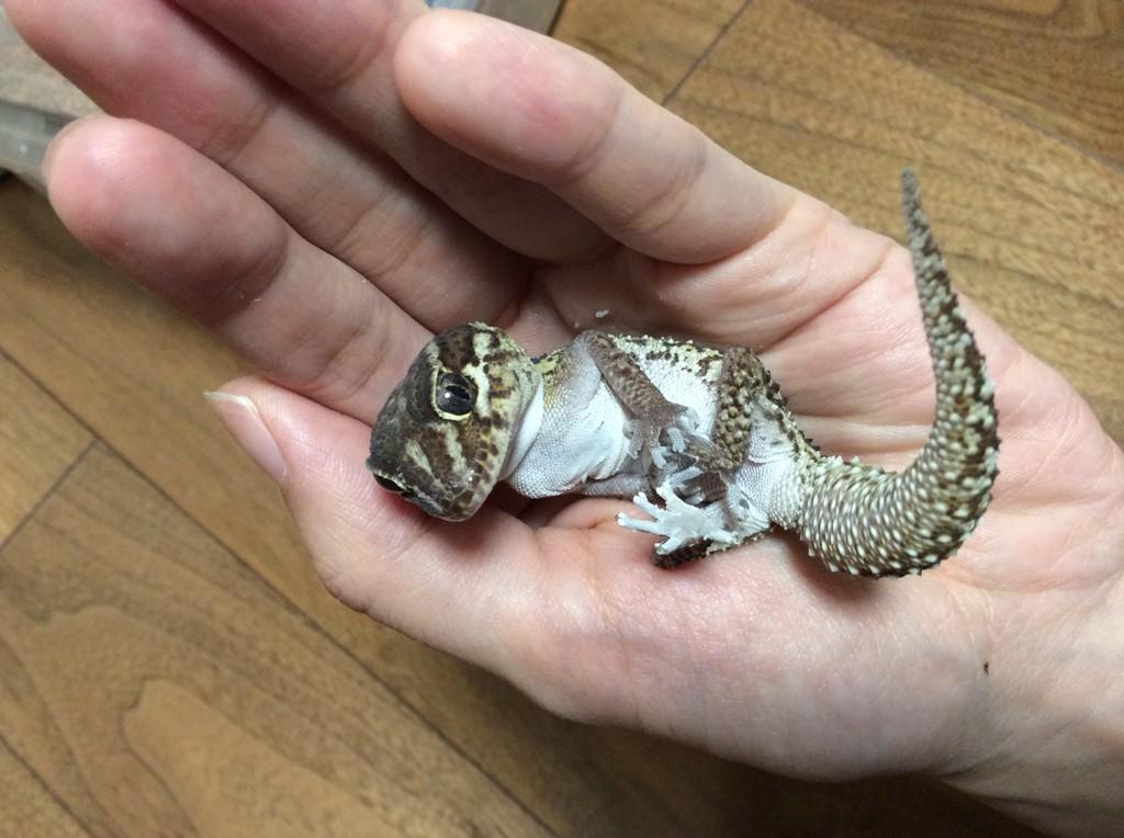 和歌山ウーバー配達員 泉田 爬虫類かわいいですね さっき餌やりました 和歌山ウーバー配達員 泉田 爬虫類かわいいですね さっき餌やりました