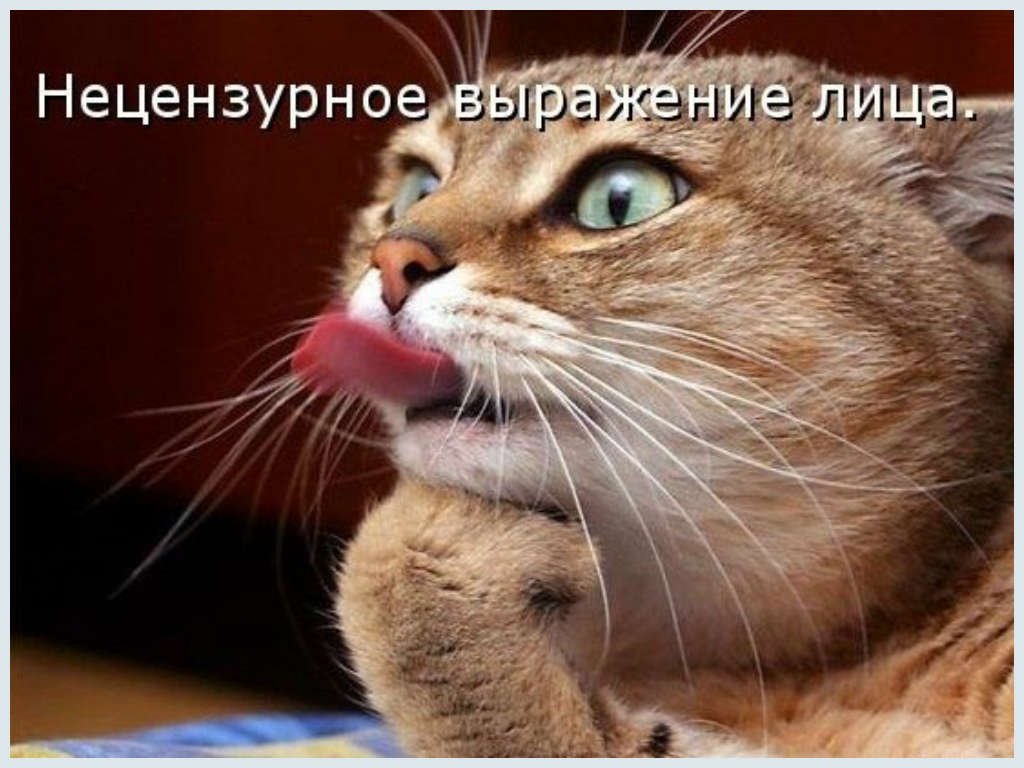 Смешные Животные tweet media